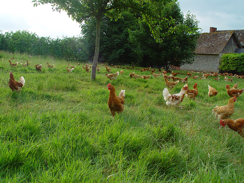 Volailles fermières Label Rouge