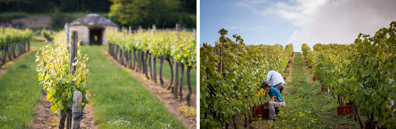 Vignes des Hautes-Côtes de Beaune et de Nuits