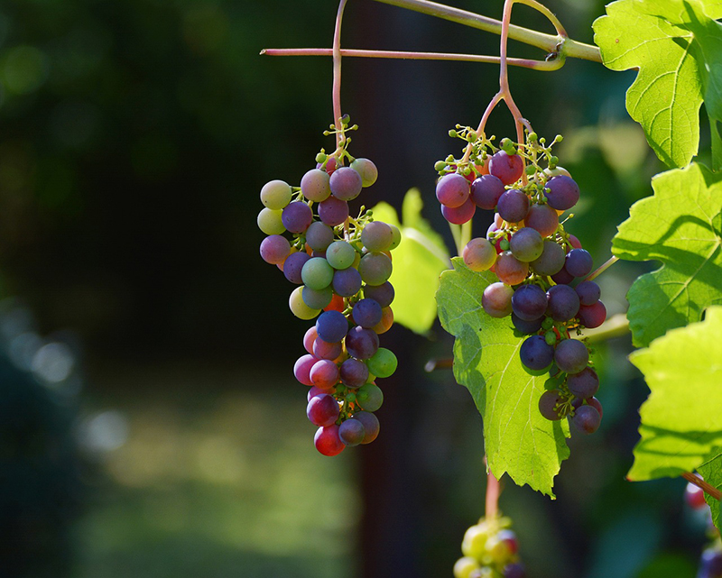 Production de vins biologiques et naturels