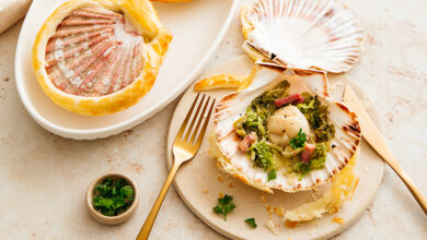 Saint-Jacques lutées coquilles chou lard