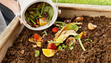 Épluchures fruits légumes